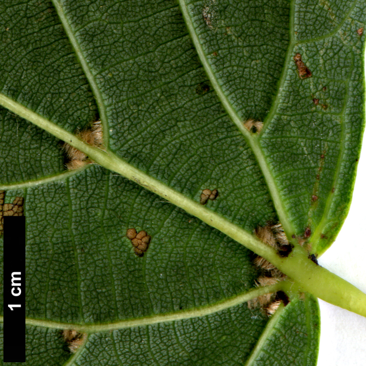 High resolution image: Family: Malvaceae - Genus: Tilia - Taxon: dasystyla - SpeciesSub: subsp. caucasica